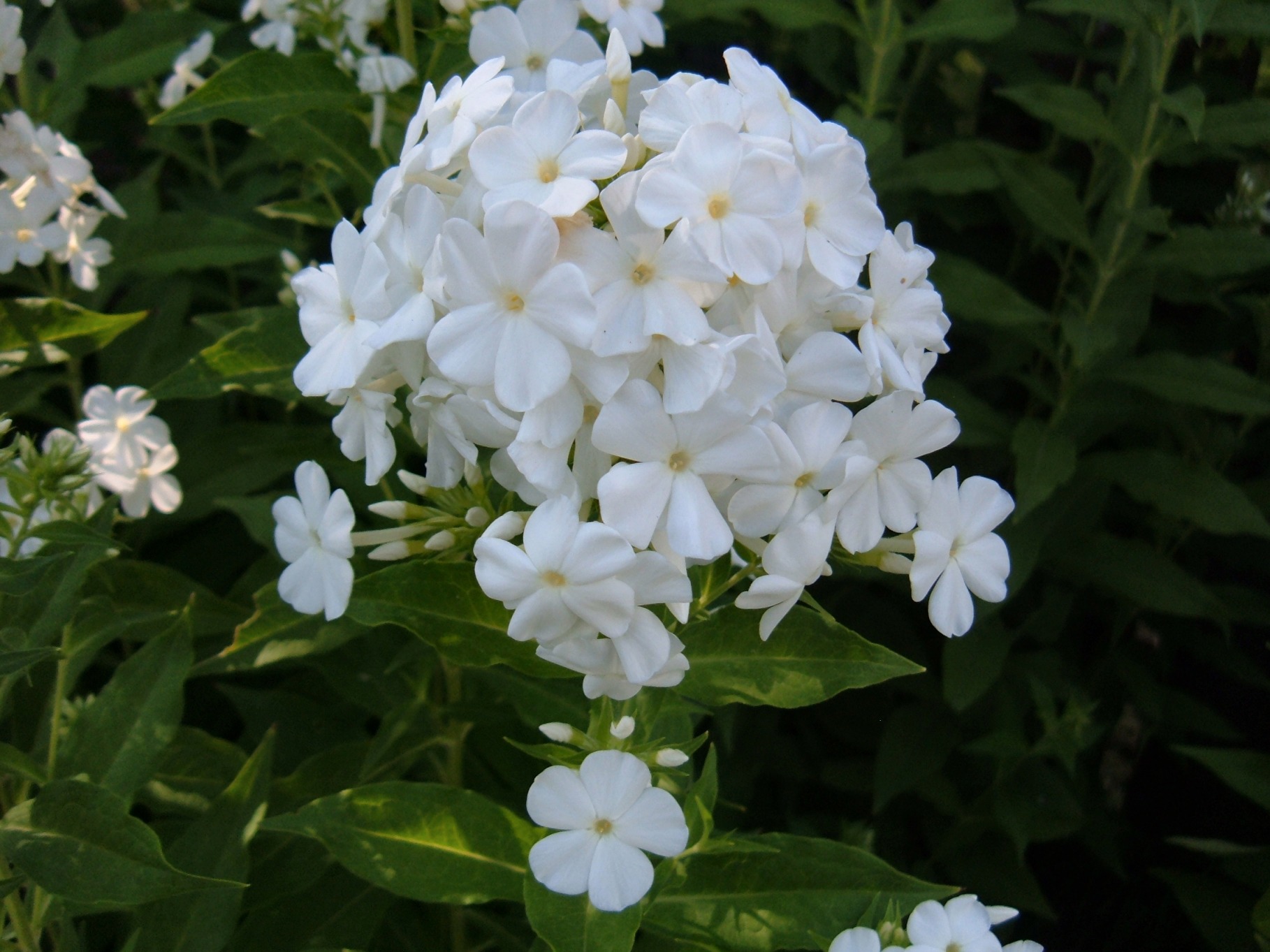Poets jasmine,common white jasmine,یاس سفید
